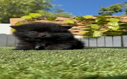 Pomerania perros en venta: POMERANIA HEMBRA - Imagen 7