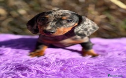 Teckel Miniatura perros en venta: Teckel miniatura arlequin  - Imagen 1