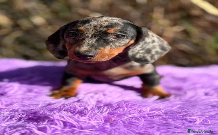 Teckel Miniatura perros - Anuncio 1