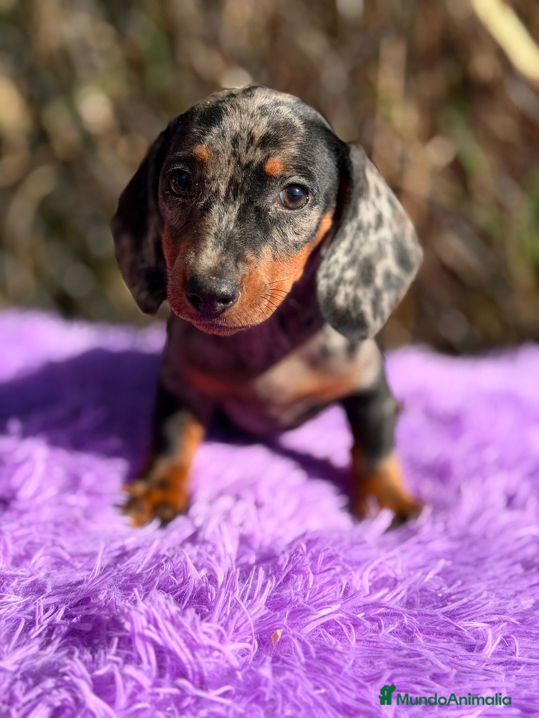 Teckel Miniatura perros en venta: Teckel miniatura arlequin  - Imagen 1