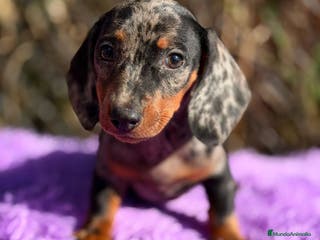 Teckel Miniatura perros Teckel miniatura arlequin - Anuncio 1