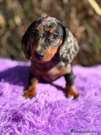 Teckel Miniatura perros - Anuncio 4