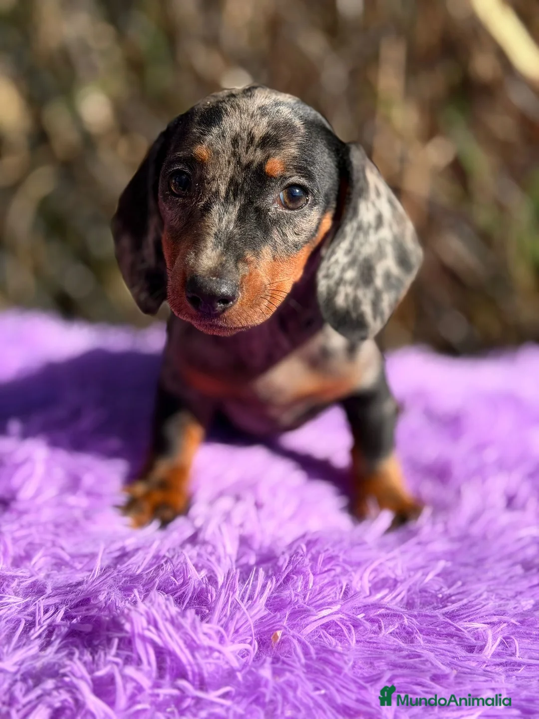 Teckel Miniatura perros en venta: Teckel miniatura arlequin  - Anuncio 1