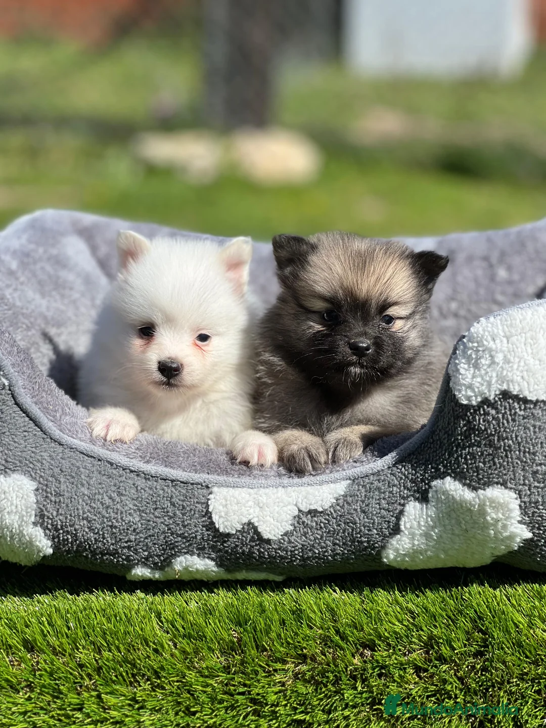 Pomerania perros en venta: Pomerania spiz  - Anuncio 1