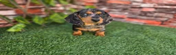 Teckel Miniatura perros en venta: TECKEL MINIATURA & KANNINCHEN ARLEQUIN - Anuncio 1