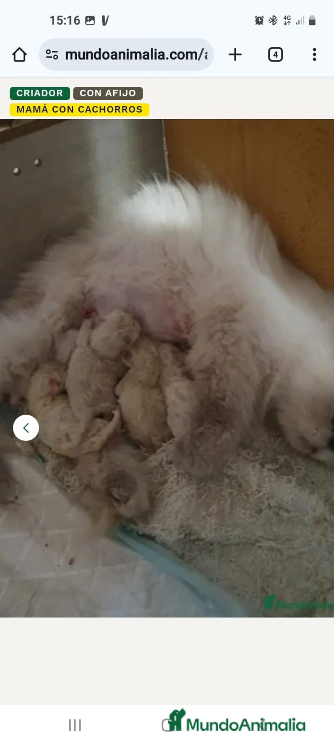 Himalayo gatos en venta: CACHORROS PERSAS HIMALAYOS  - Anuncio 6