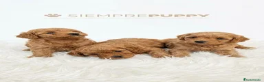 Caniche Toy 2