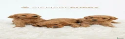 Caniche Toy perros en venta: CANICHE TOY - Anuncio 2