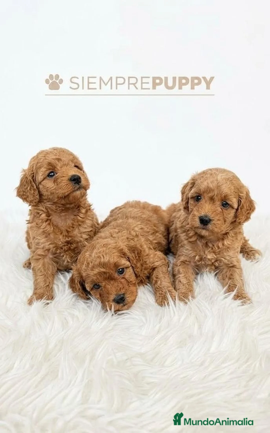 Caniche Toy perros en venta: CANICHE TOY - Anuncio 2