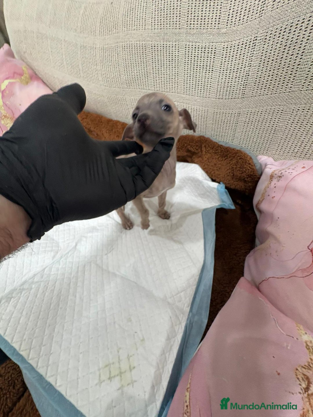 Whippet perros en venta: Whippet  - Anuncio 12