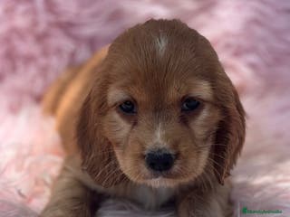Cocker Spaniel Inglés perros Cocker inglés dorado - Anuncio 8