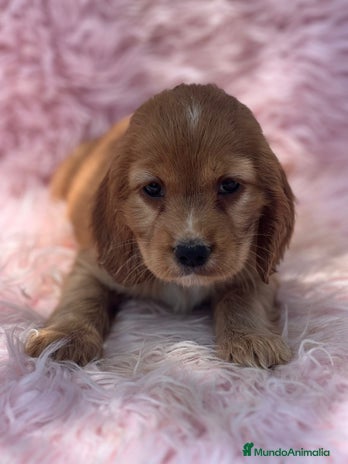 Cocker Spaniel Inglés perros - Anuncio 5