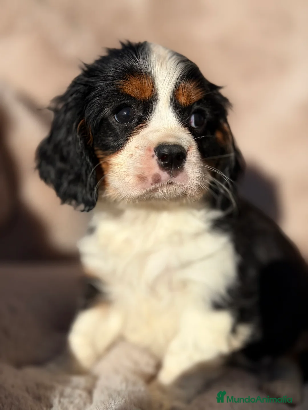 Cavalier King Charles Spaniel perros en venta: Cavalier tricolor  - Anuncio 1
