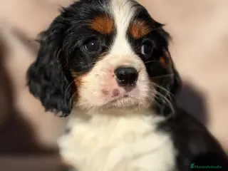 Cavalier King Charles Spaniel perros Cavalier tricolor - Anuncio 3