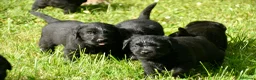 Labrador Retriever perros en venta: Cachorros de Labrador Retriever Negros - Anuncio 37
