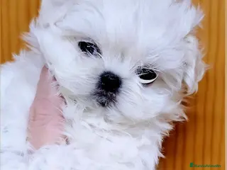 Bichón Maltés perros Bichon maltes coreano miniatura - Anuncio 4