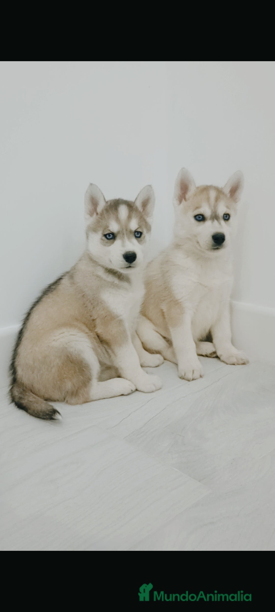 Husky Siberiano perros en venta: Camada de husky siberianos  - Anuncio 6