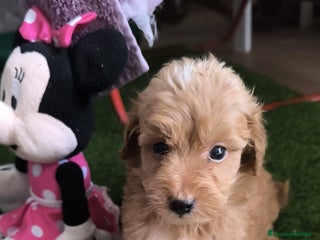 Maltipoo perros - Anuncio 1