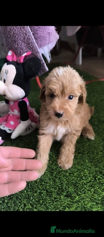 Maltipoo perros - Anuncio 1