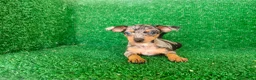 Pinscher Miniatura perros en venta: Pinscher miniatura - Anuncio 3