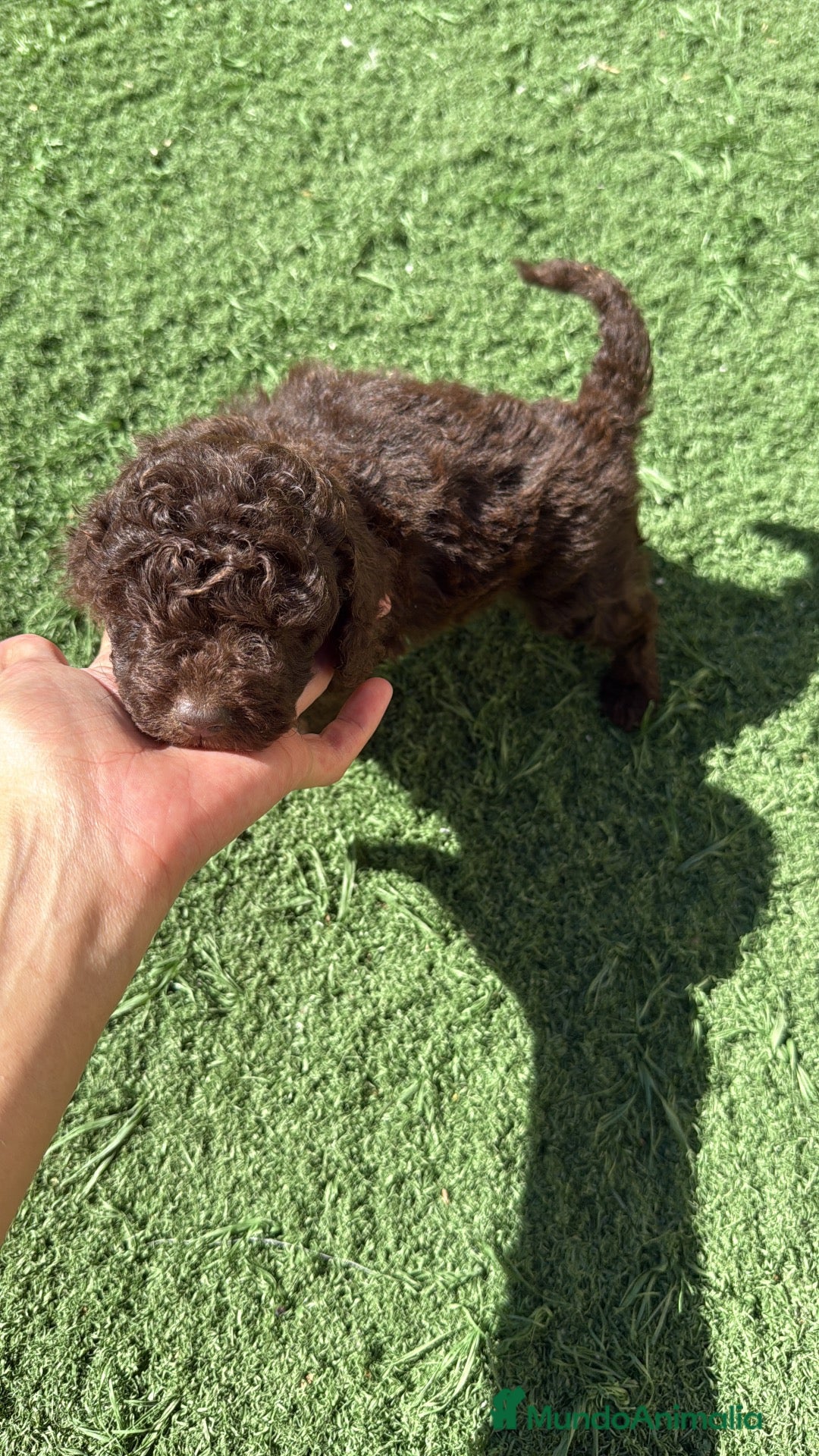 Caniche Toy perros Caniche enano chocolate  - Anuncio 1