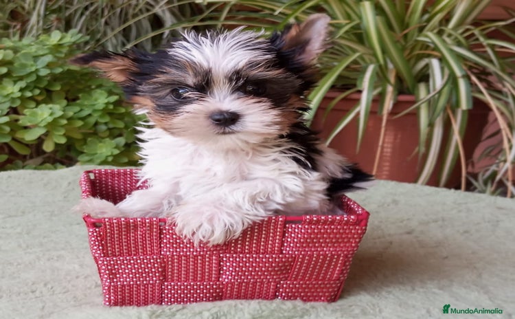 Caniche Toy perros - Anuncio 3