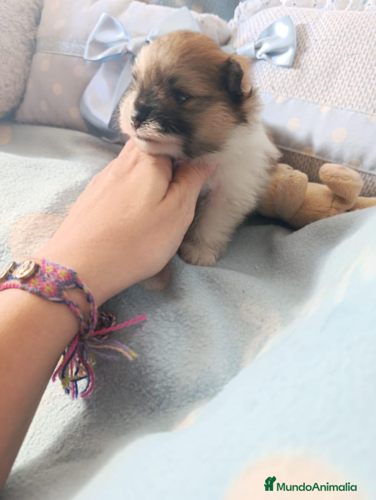 Pomerania perros Pomerania ositas hembras  - Anuncio 1