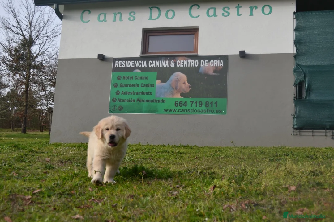 Golden Retriever perros en venta: Golden retriever  - Anuncio 1