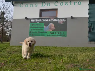 Golden Retriever perros Golden retriever - Anuncio 2