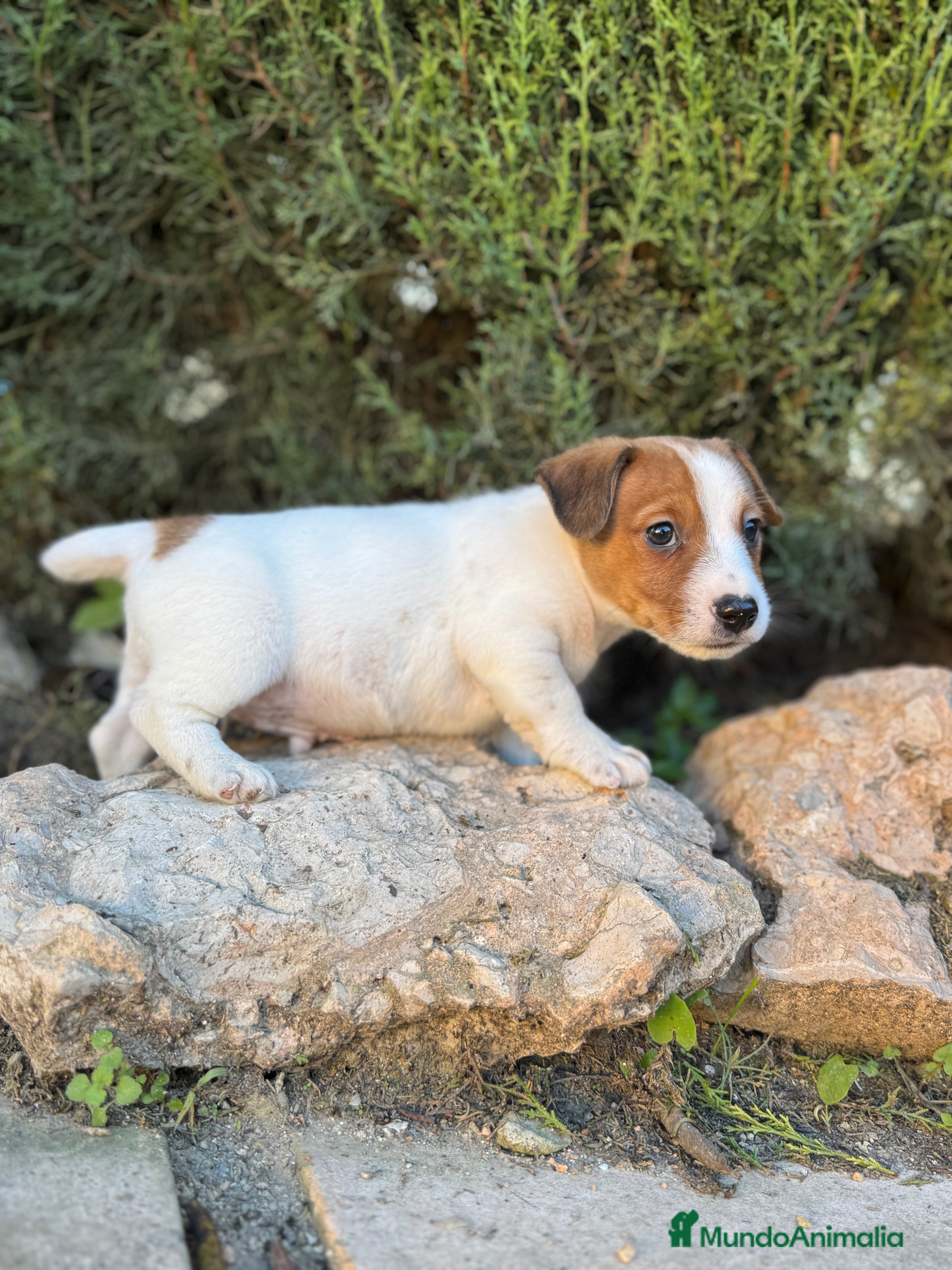 Jack Russell Terrier perros JACK RUSSELL RESPONSABILIDAD Y GARANTIA  - Anuncio 2