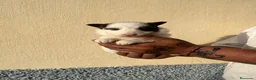 Border Collie perros en venta: Border collie  - Anuncio 2