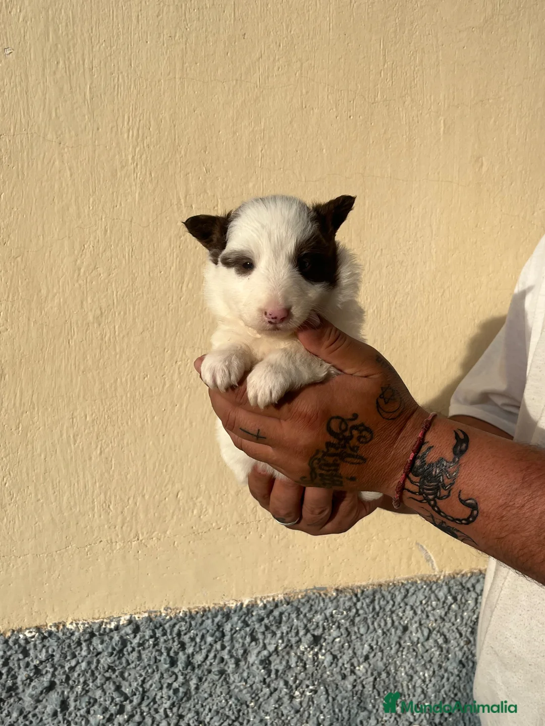 Border Collie perros en venta: Border collie  - Anuncio 2