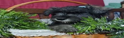 Schnauzer Miniatura perros en venta: Schnauzer miniatura negro y plata. - Anuncio 2