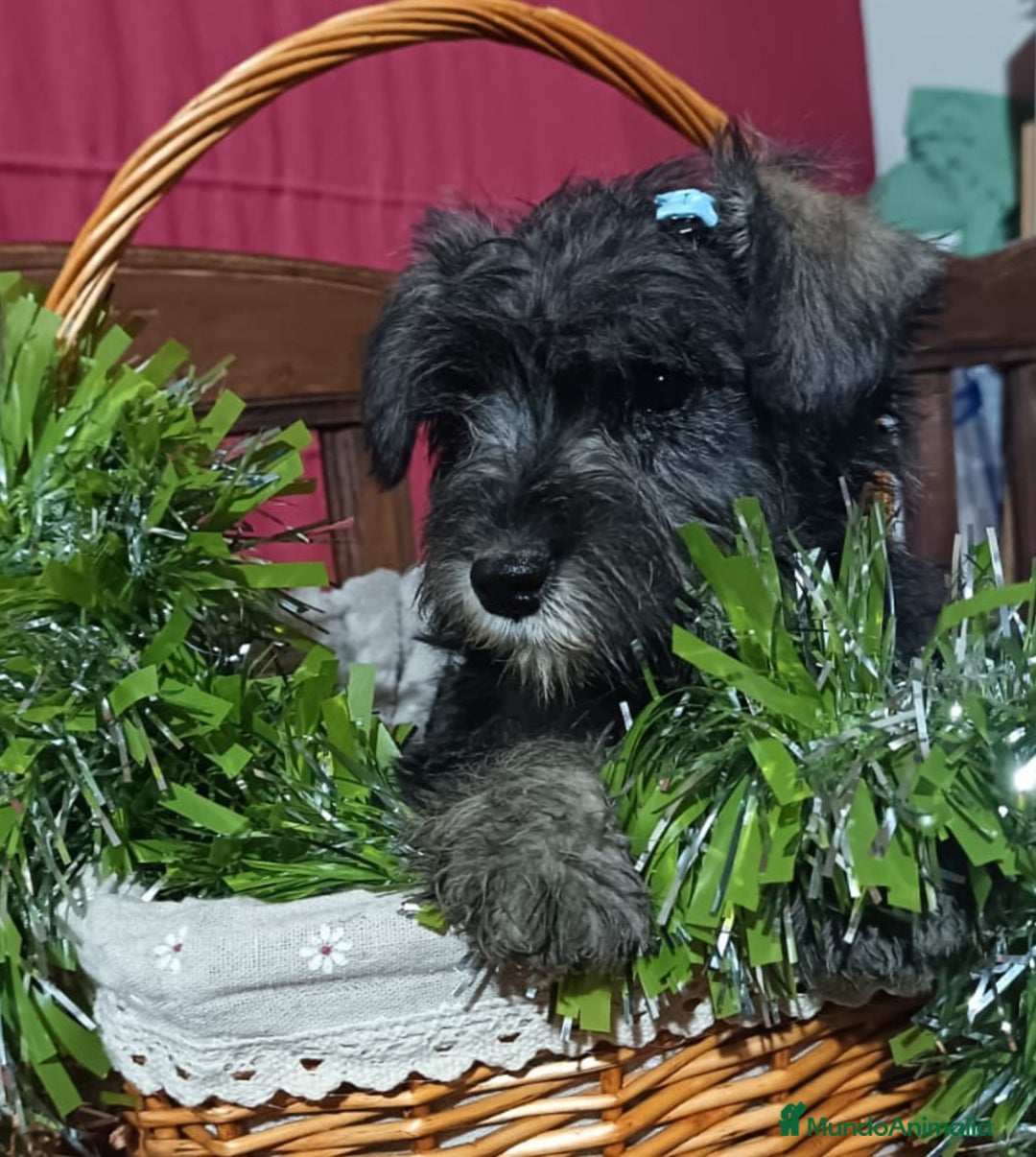 Schnauzer Miniatura perros en venta: Schnauzer miniatura negro y plata. - Anuncio 2