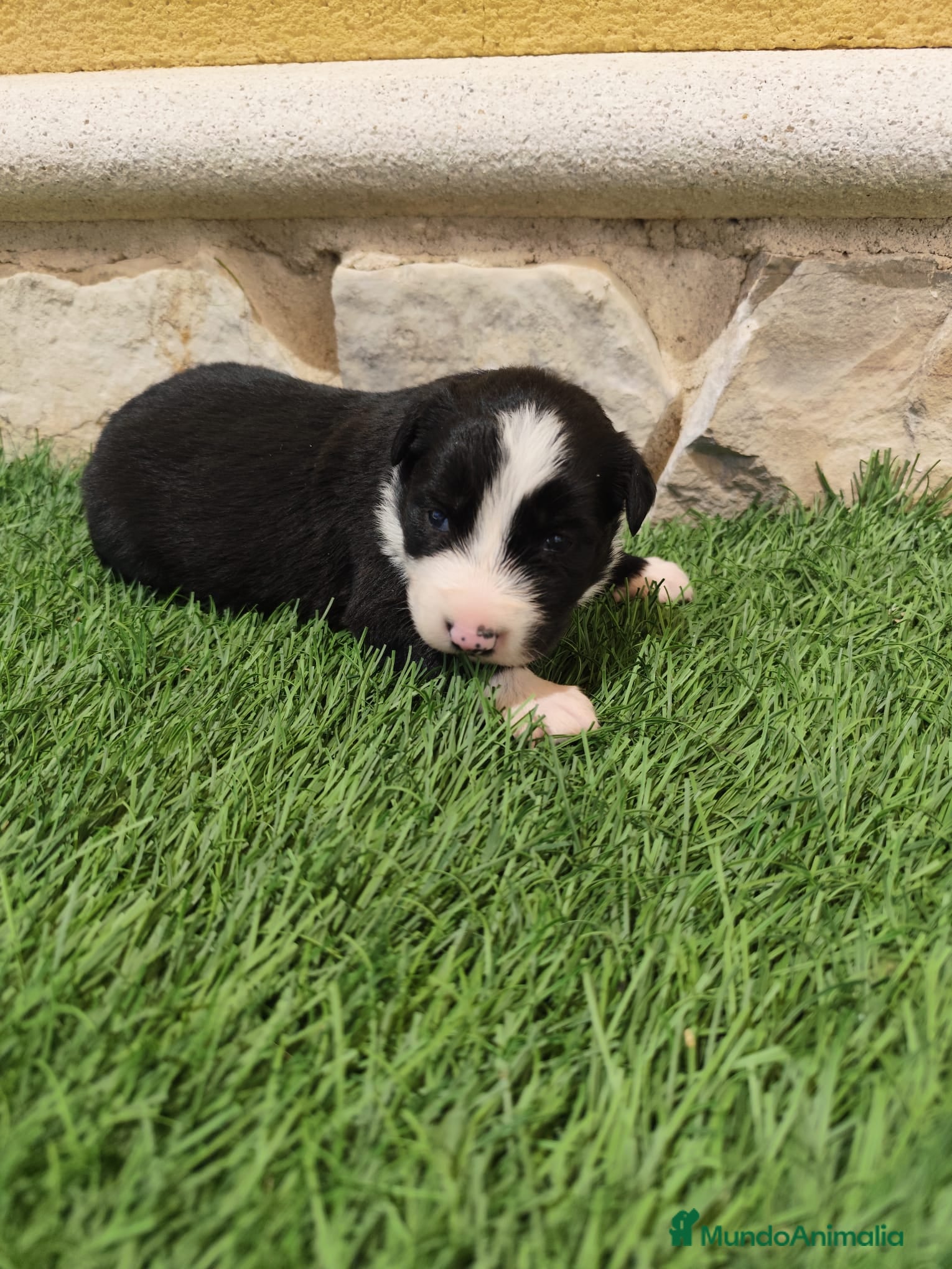 Border Collie perros Border Collie hembra   - Anuncio 2