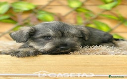 Schnauzer Miniatura perros en venta: Camada de Mila - Imagen 5