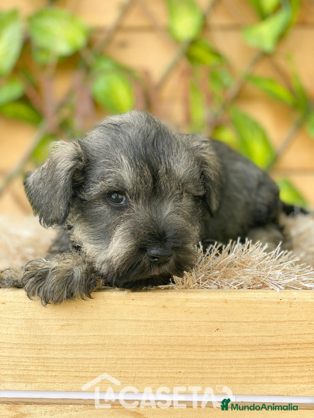 Schnauzer Miniatura perros en venta: Camada de Mila - Imagen 5