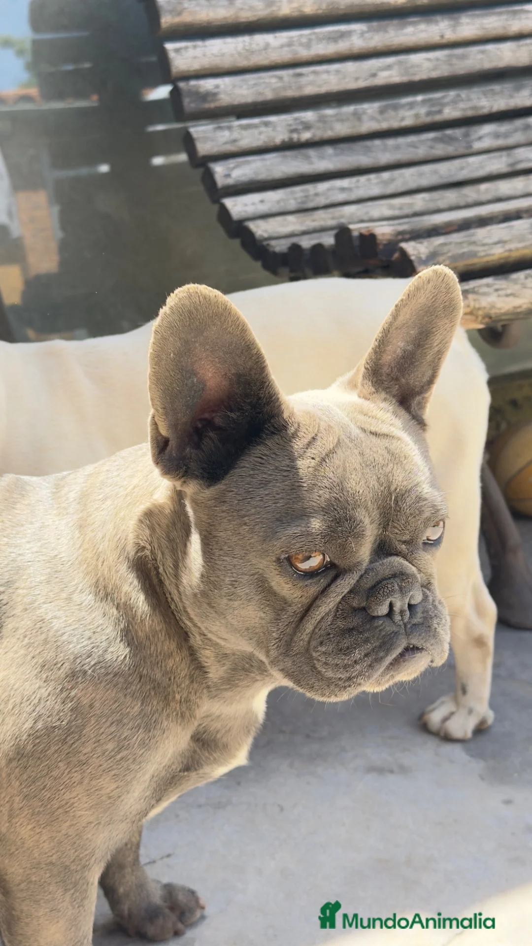 Bulldog Francés perros en venta: Buldog francés  - Anuncio 12