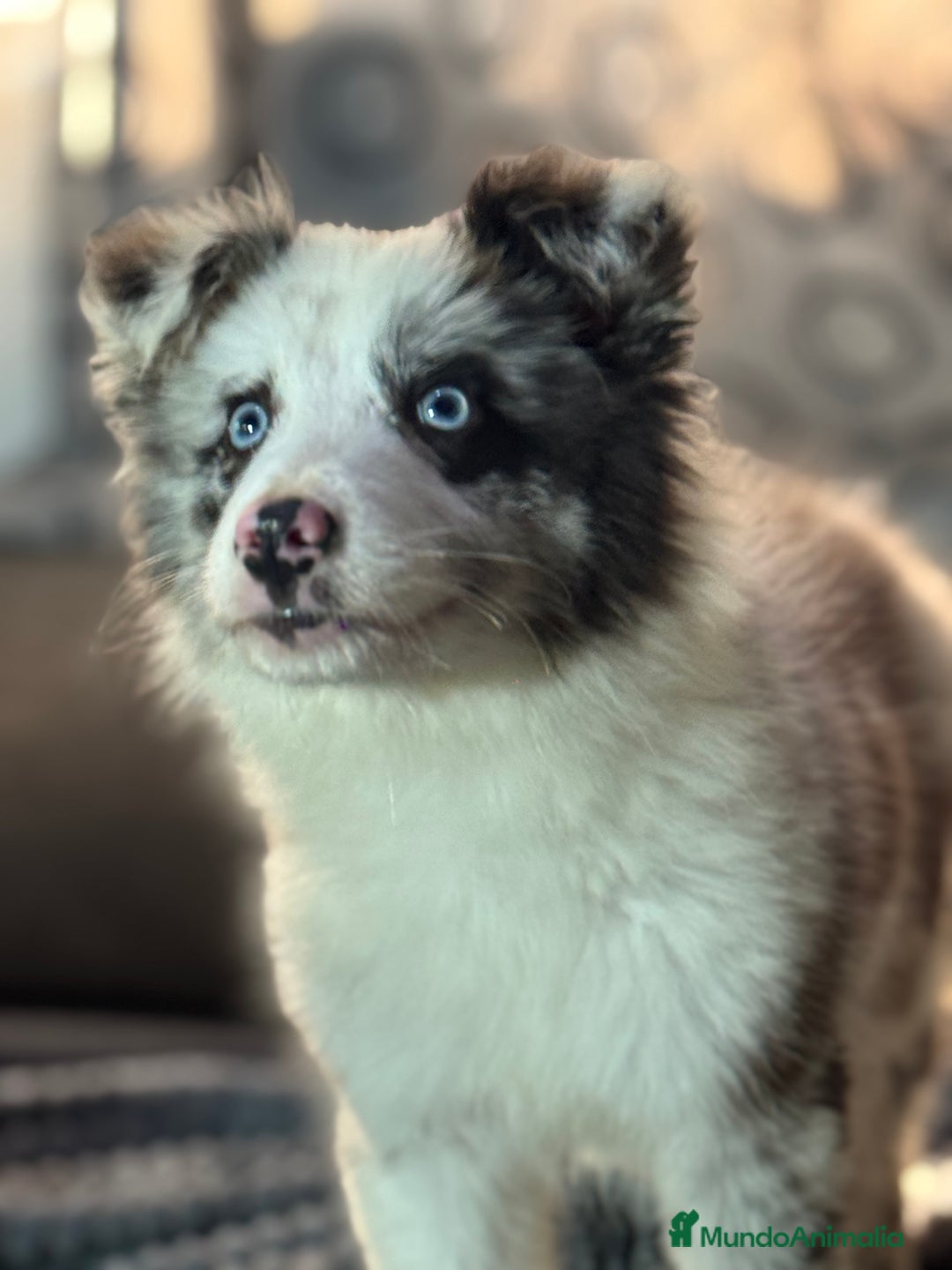 Border Collie perros en venta: Border Collie que Destacan  - Anuncio 3