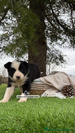 Border Collie perros - Anuncio 13