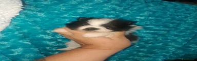 Pomerania Cachorro 1