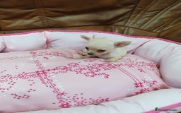 Chihuahua perros en venta: CHIHUAHUA TOY  - Imagen 7