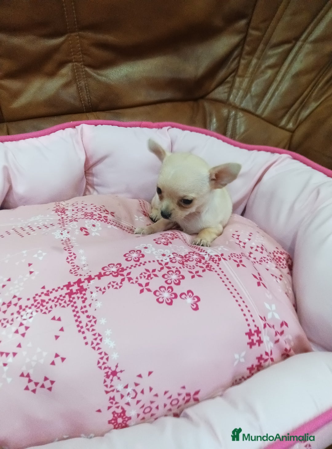 Chihuahua perros en venta: CHIHUAHUA TOY  - Imagen 7