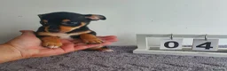 Chihuahua perros en venta: Chihuahua mini - Anuncio 5