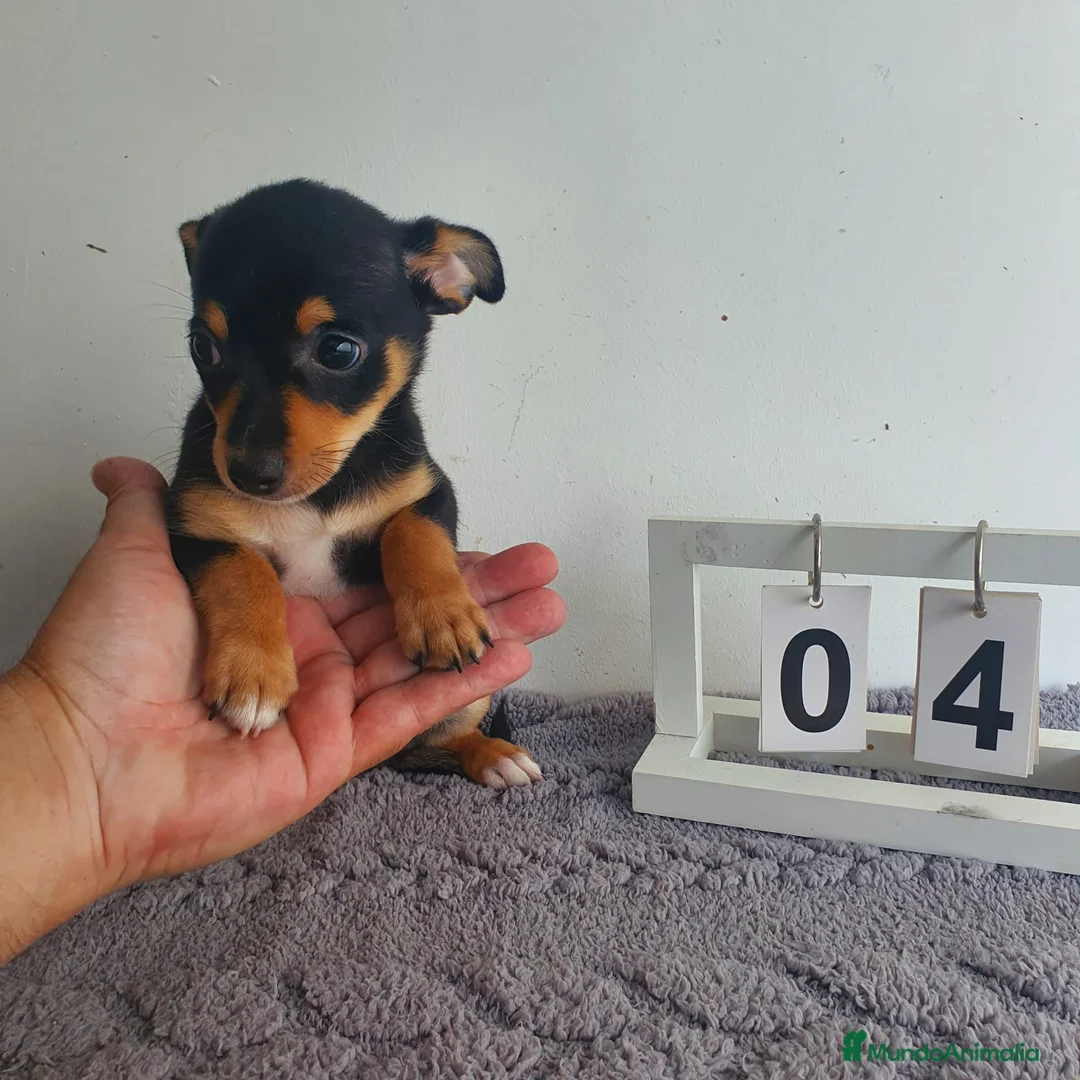 Chihuahua perros en venta: Chihuahua mini - Anuncio 5
