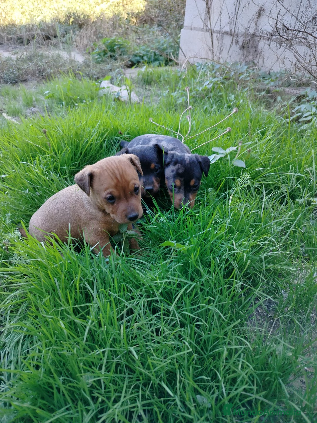 Pinscher Miniatura perros en venta: PINCHER EXCLUSIVOS - Anuncio 1