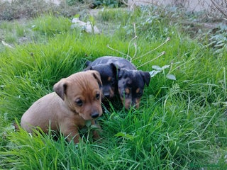 Pinscher Miniatura perros PINCHER EXCLUSIVOS - Anuncio 1