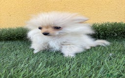 Pomerania perros en venta: lulu de Pomerania micro toy macho  - Imagen 13