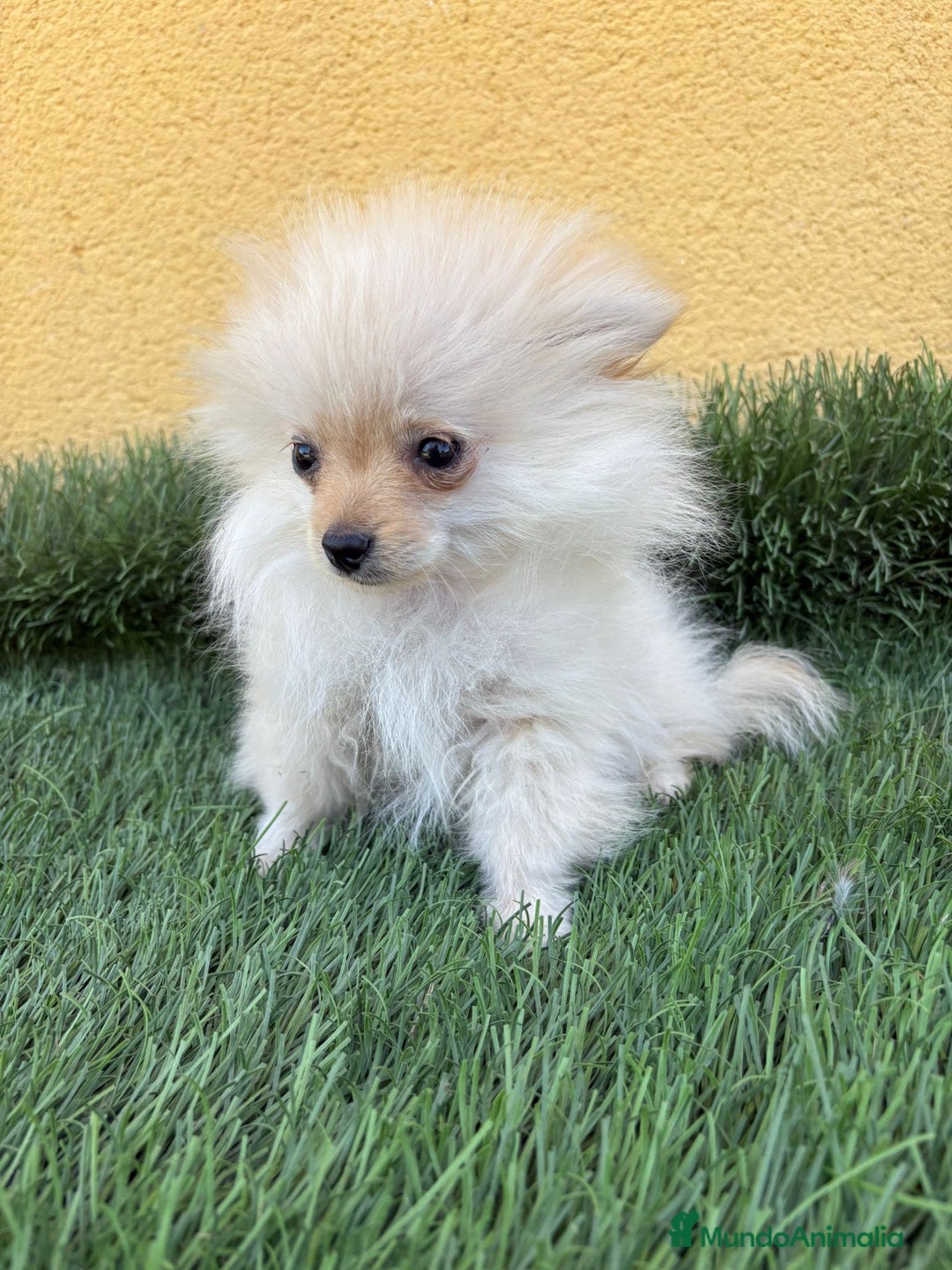Pomerania perros en venta: lulu de Pomerania micro toy macho  - Imagen 13