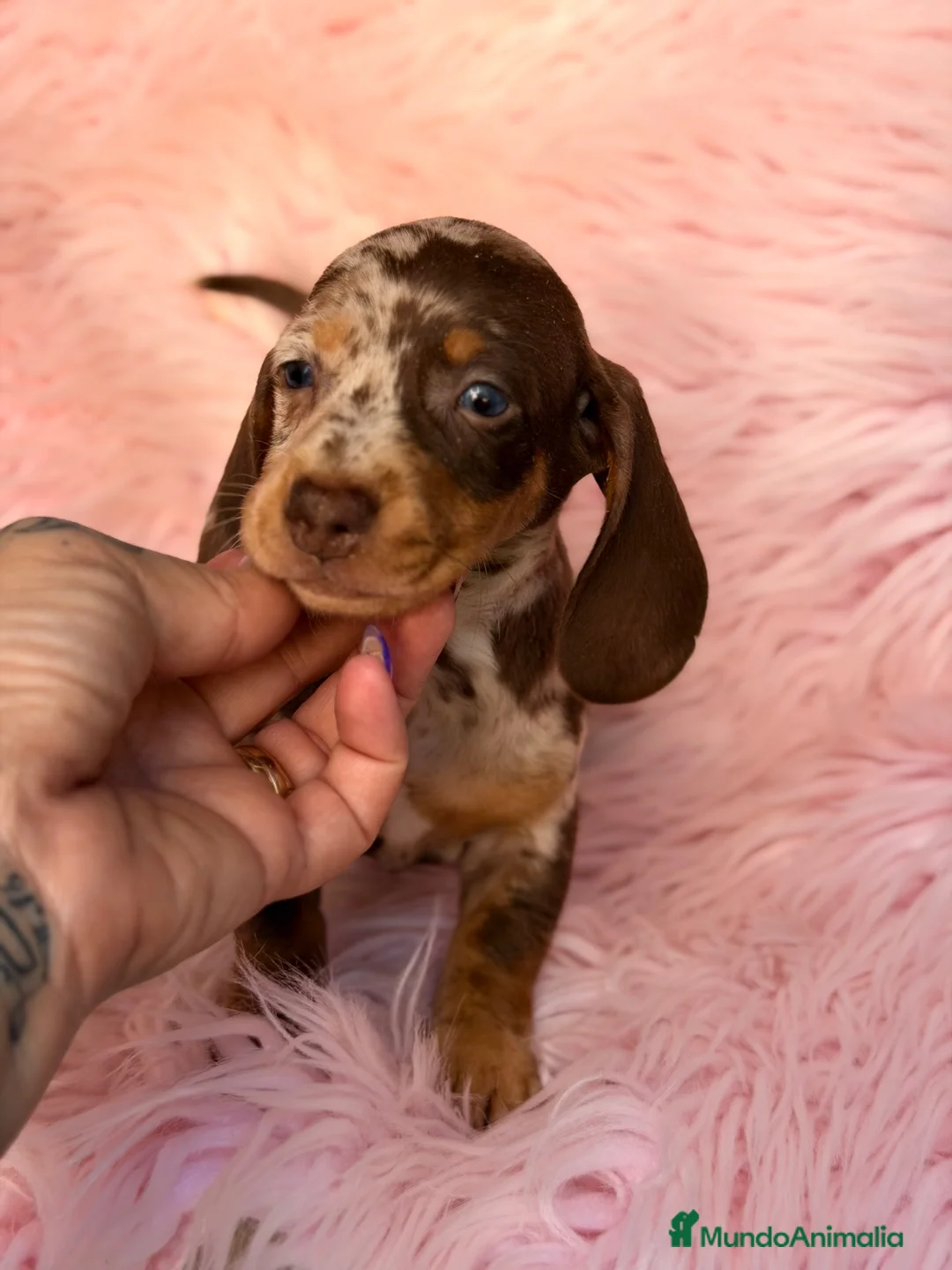 Teckel perros en venta: Teckrl miniatura de varios colores  - Anuncio 5